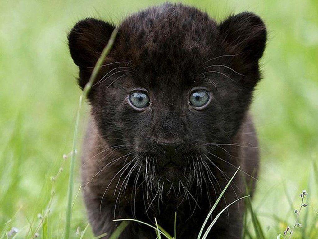 Baby Panther Wallpaper Image & Picture