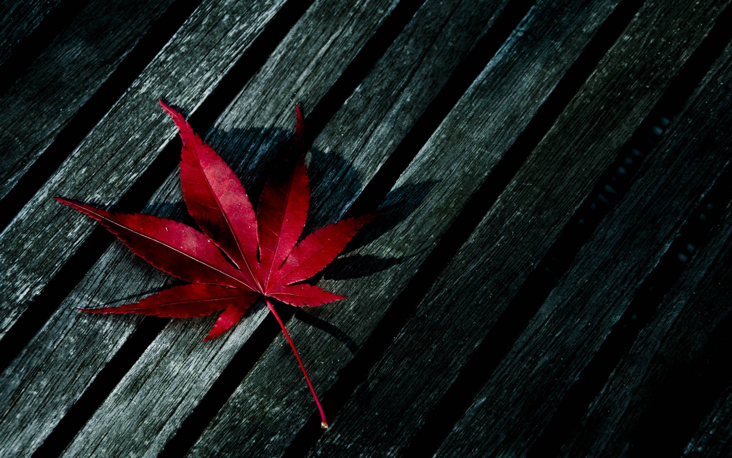 Red Leaf wallpaper | nature and landscape | Wallpaper Better