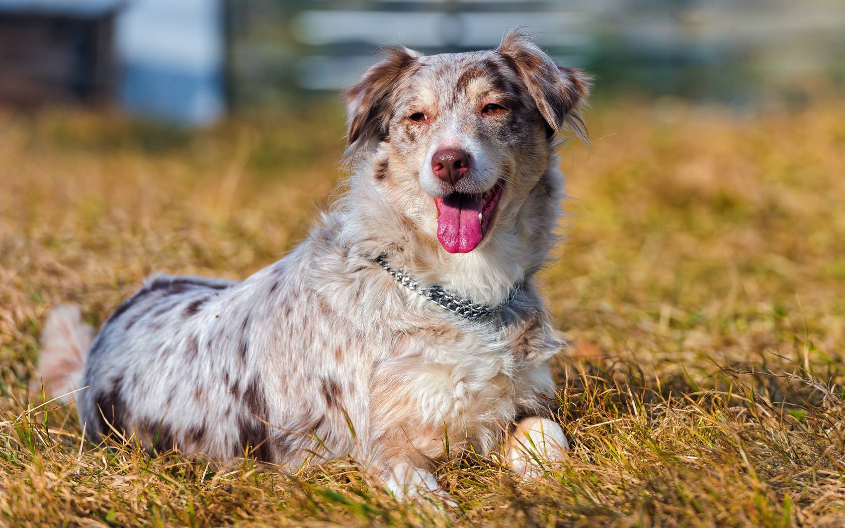 Download wallpaper Australian Shepherd, language, grass, collar