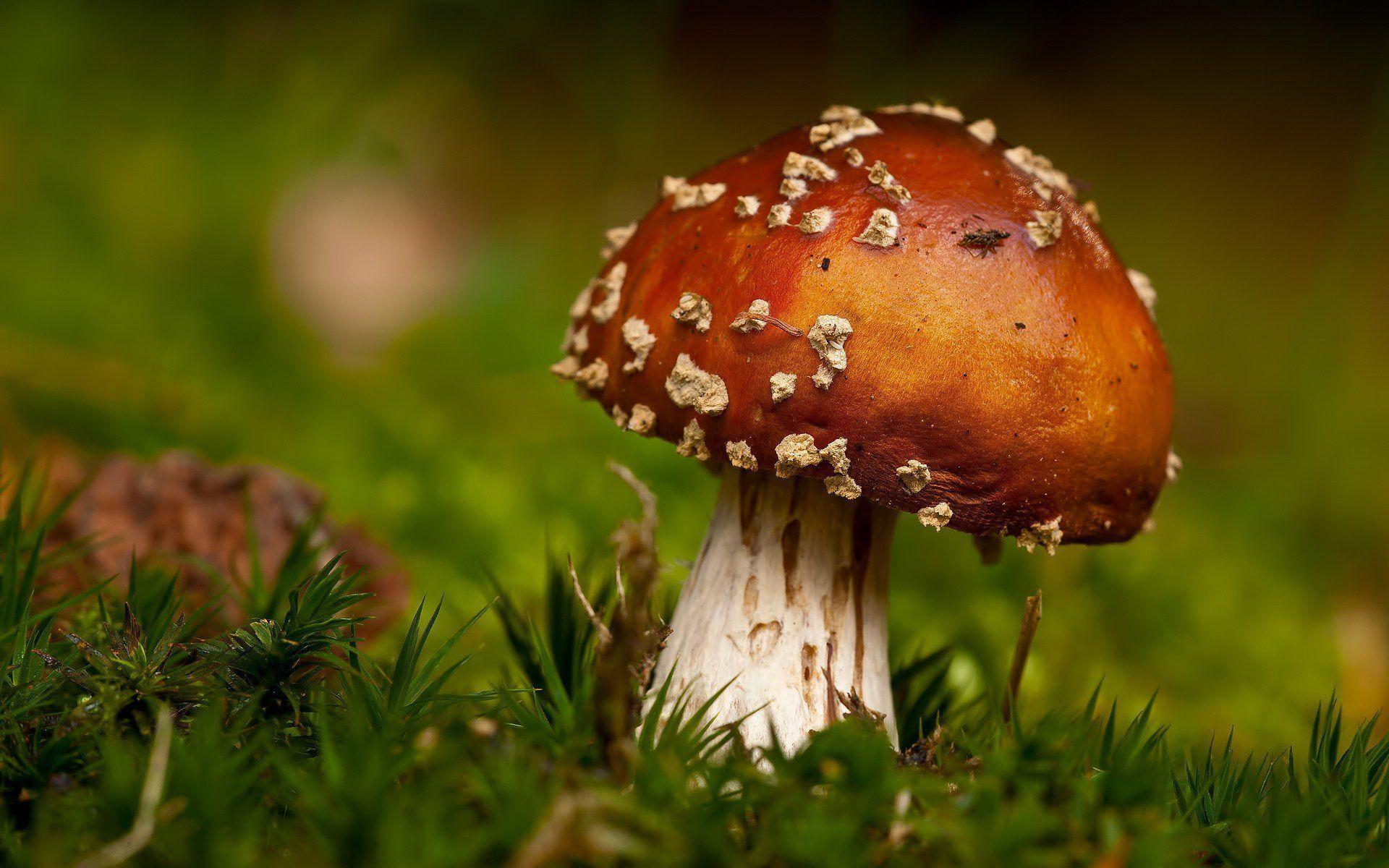 3d Mushroom Live Wallpaper For Pc - All Mushroom Info