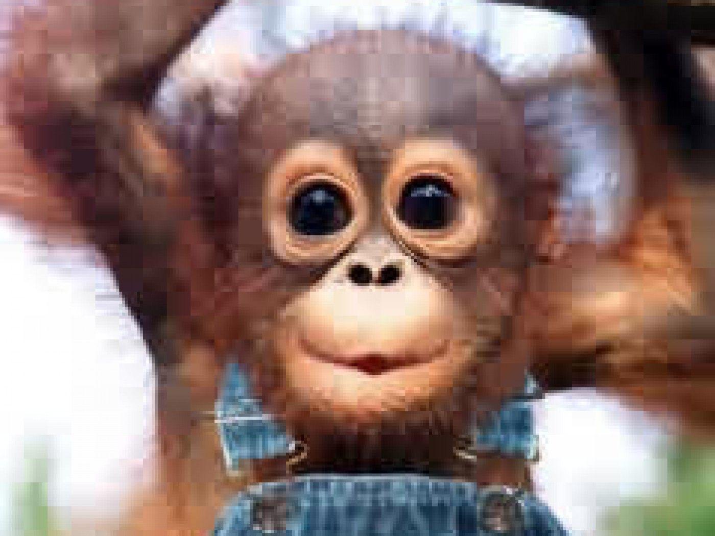 Nice Baby Monkey Wallpaper for mobile