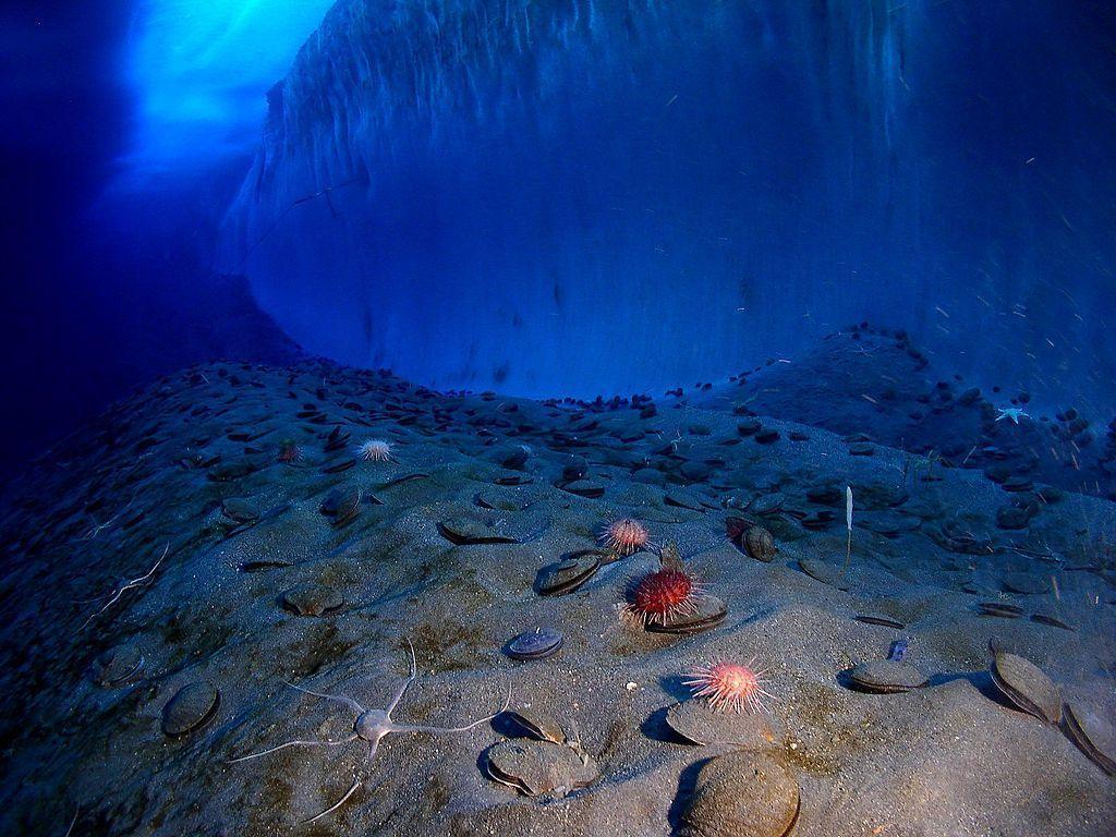 image For > Seamount Ocean Floor