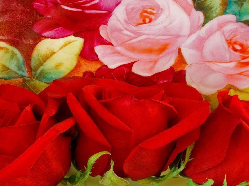 flowers for flower lovers.: Beautiful Rose Flowers wallpaper