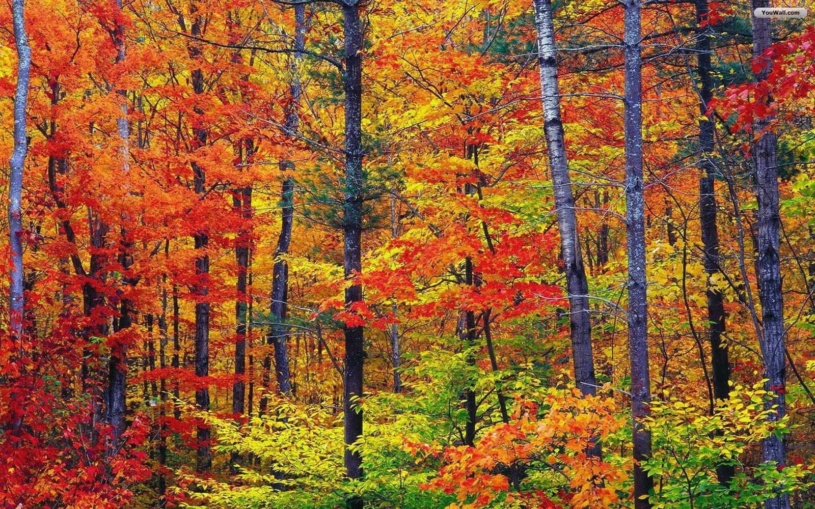 Autumn Forest Wallpaper. HD Wallpaper Base