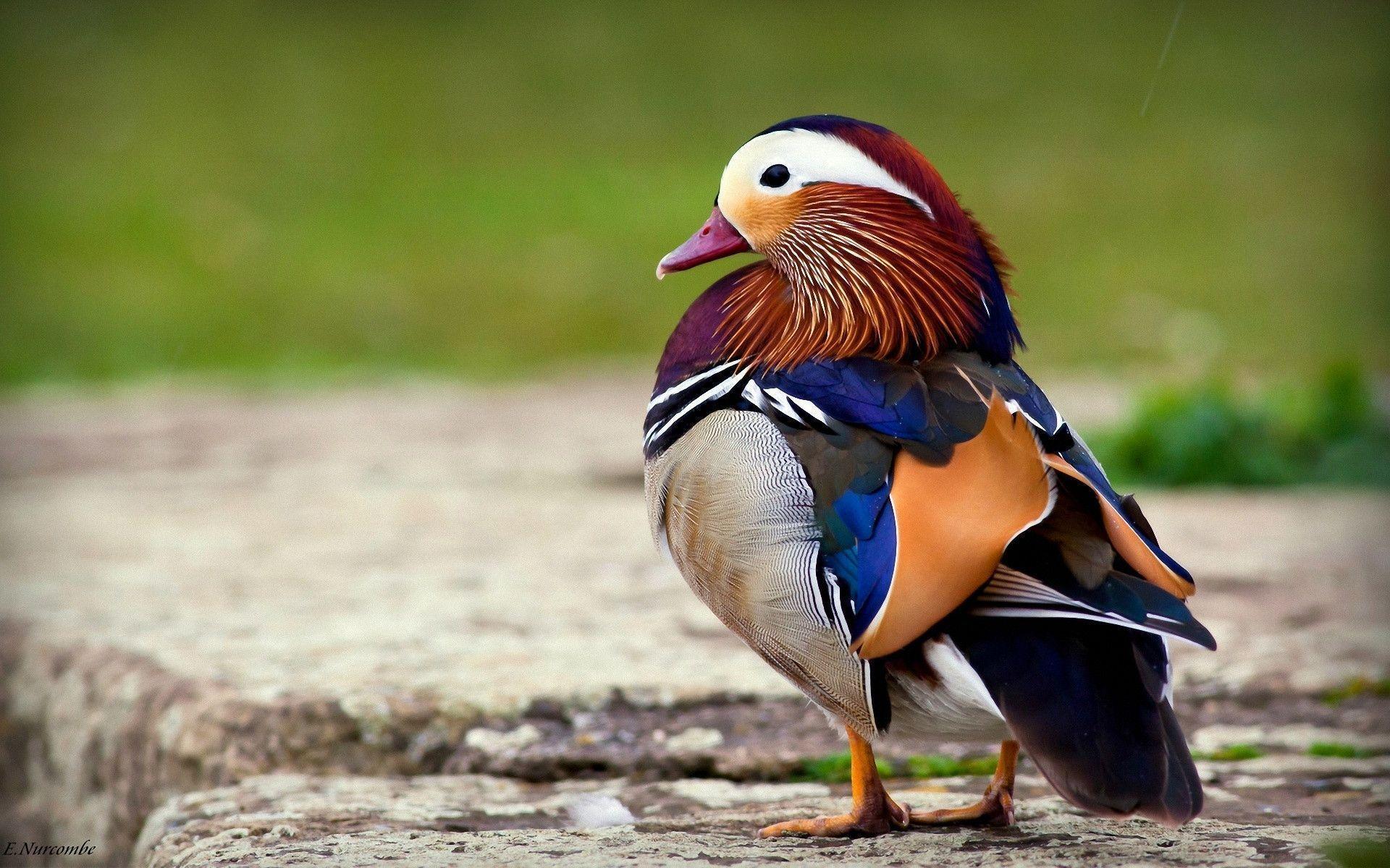 Download wallpaper duck, waterfowl, mandarin free desktop