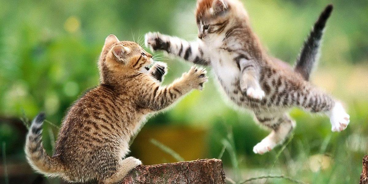 Cool Background For Computers Of Animals. fashionplaceface