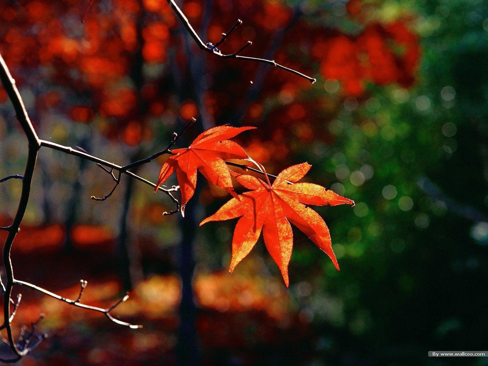 autumn leaves wallpaper Search Engine