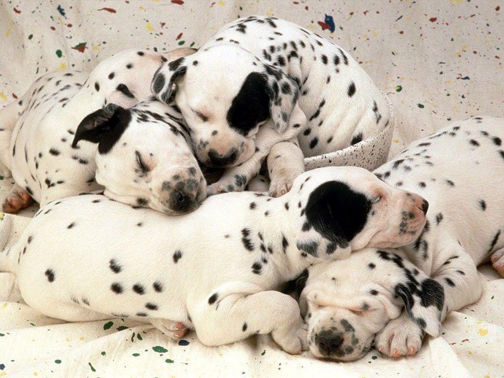 Desktop Wallpaper · Gallery · Animals · Sweet Dreams, Dalmatian
