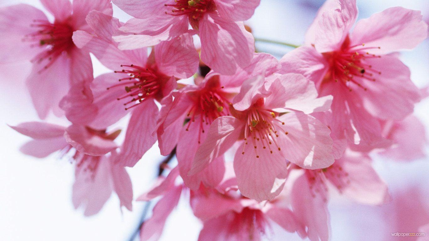 Bouquet Of Flowers Free IPad HD Wallpaper: HD Flowers Wallpaper