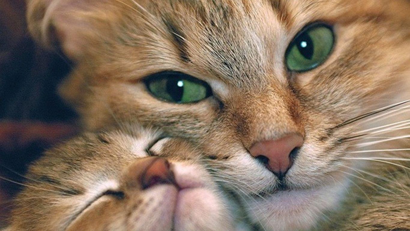 Cute Cat Wallpapers Free Download