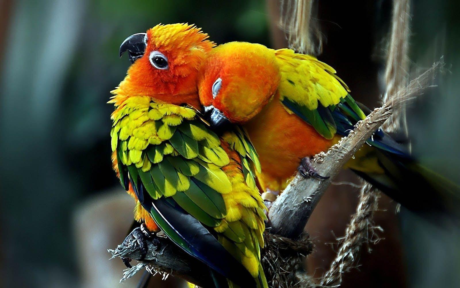 Beauty Love Birds Desktop. Free Download Wallpaper Desktop