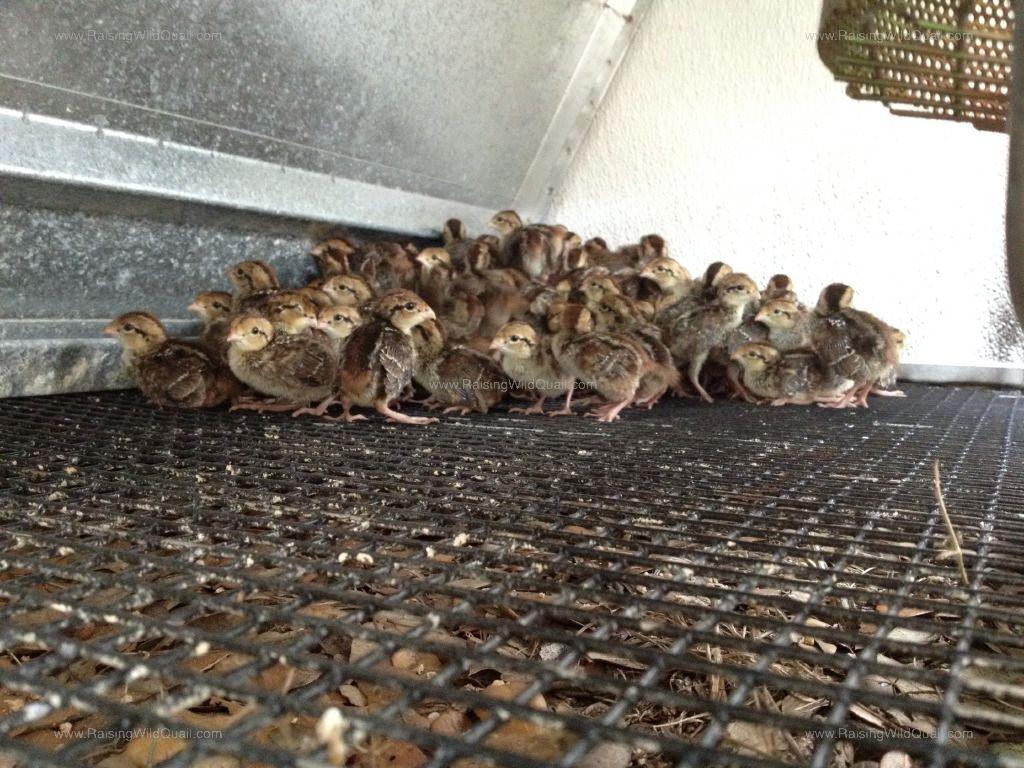 Quail Wallpapers - Wallpaper Cave