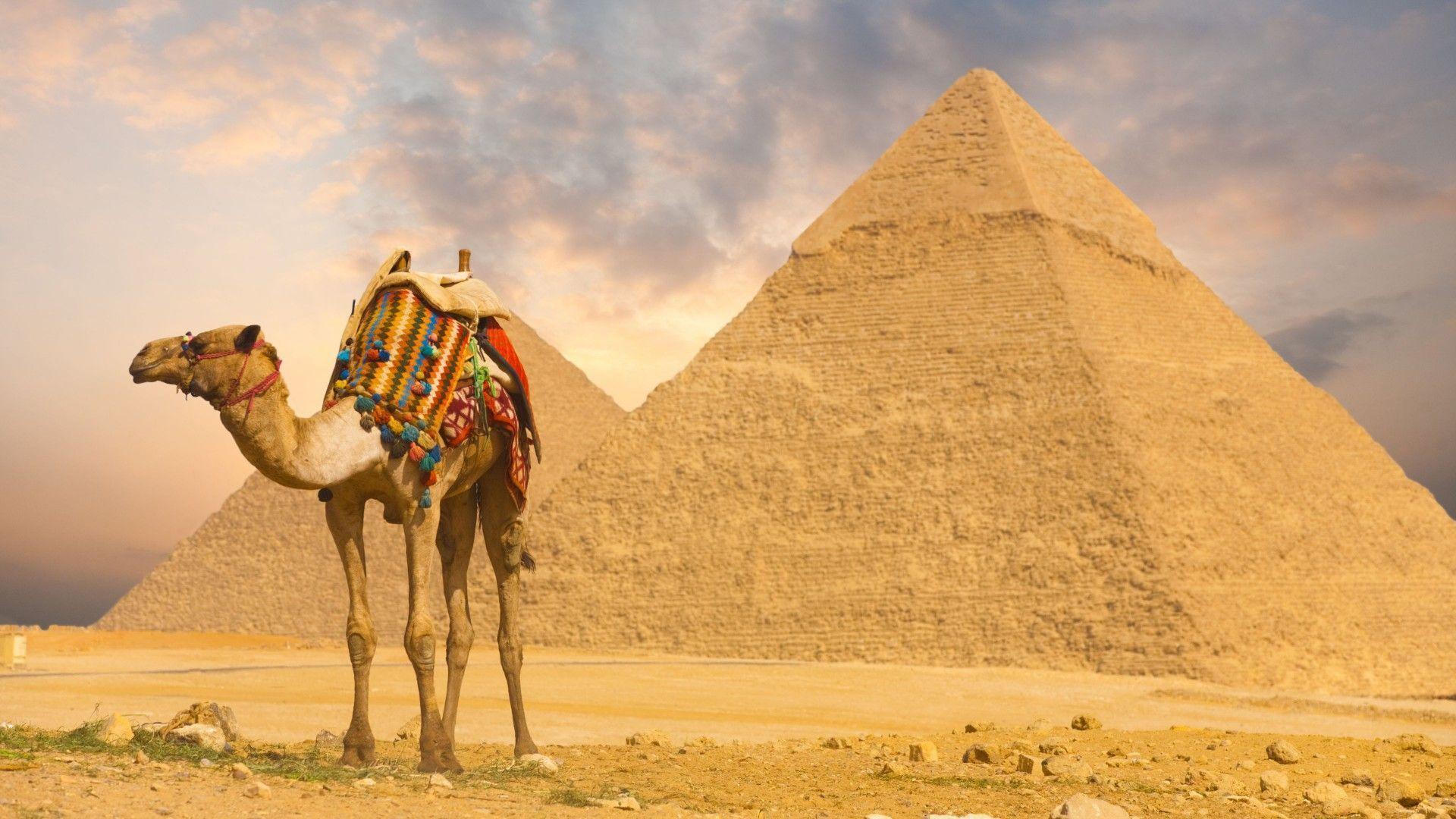 Camel And Pyramids Wallpaper 1920x1080
