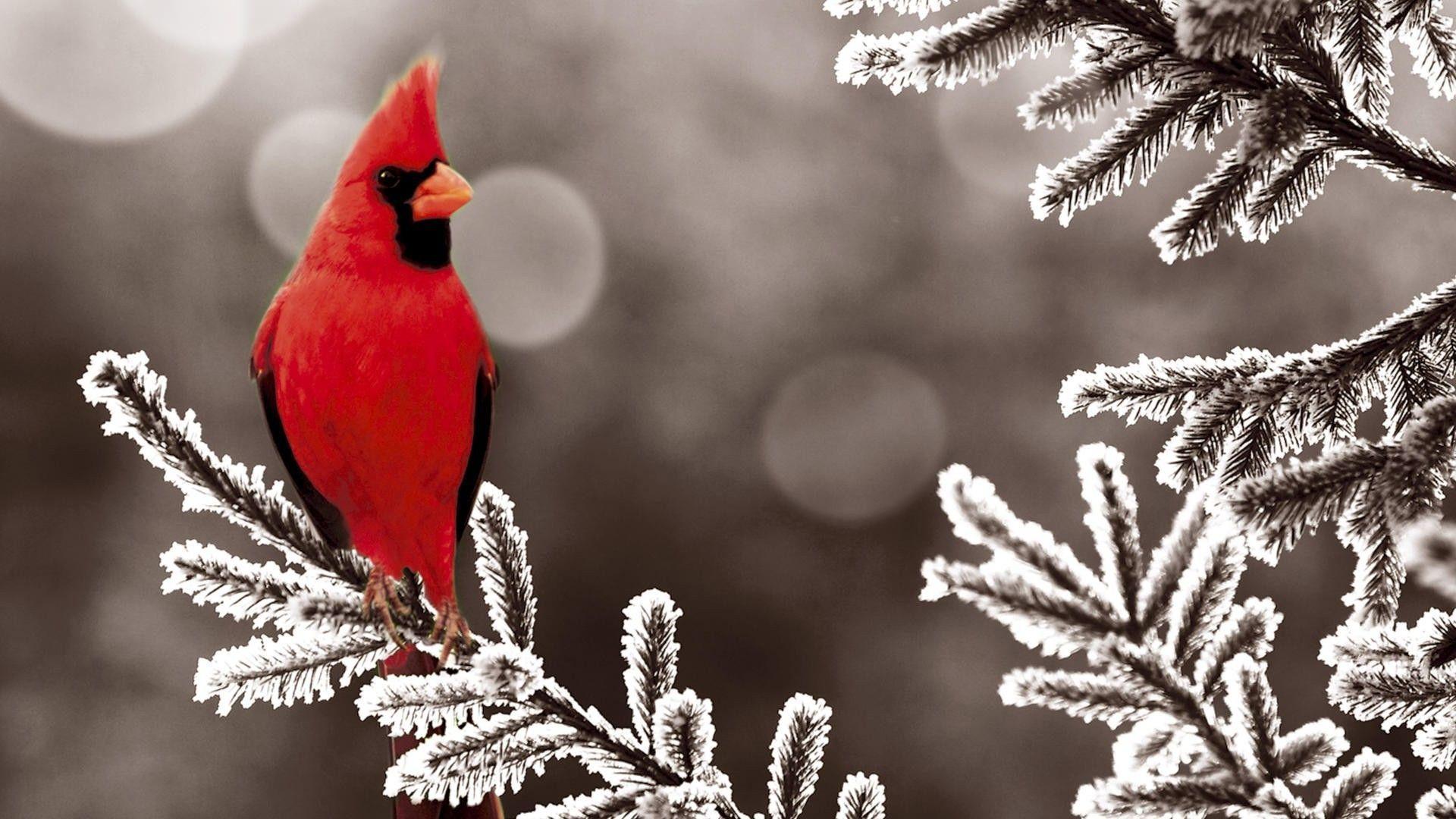HD Wallpaper: 1920x1080 Animals cardinal red branch bird HD