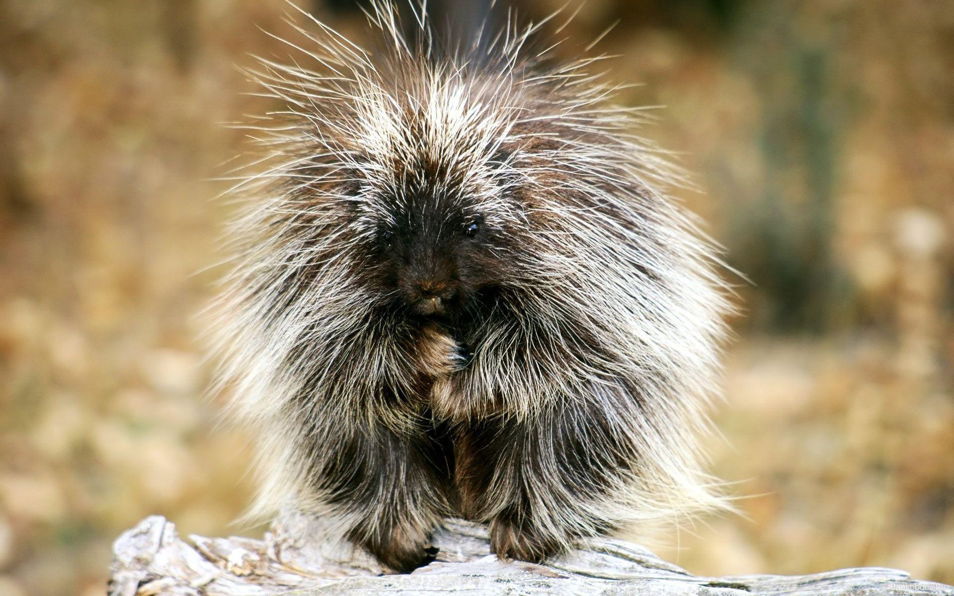 Baby Porcupine Exotic Animals HD Wallpaper. High Quality