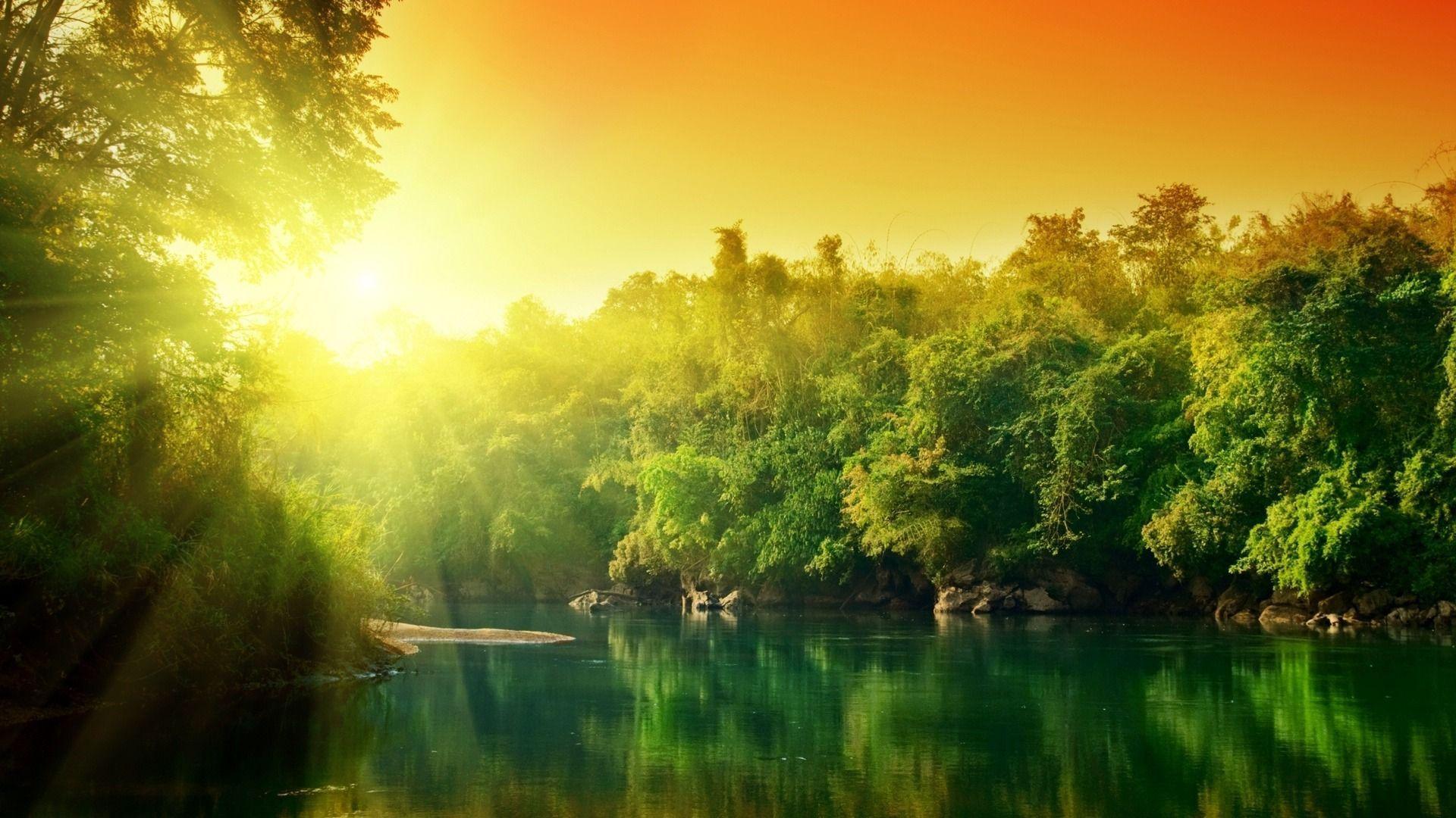 Free Widescreen Forest River Natures Wallpaper Full Size