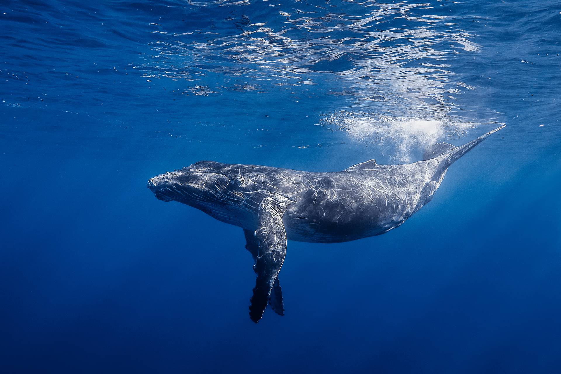Download Wallpaper Ocean, Long Armed Whale, Water, Humpback Free