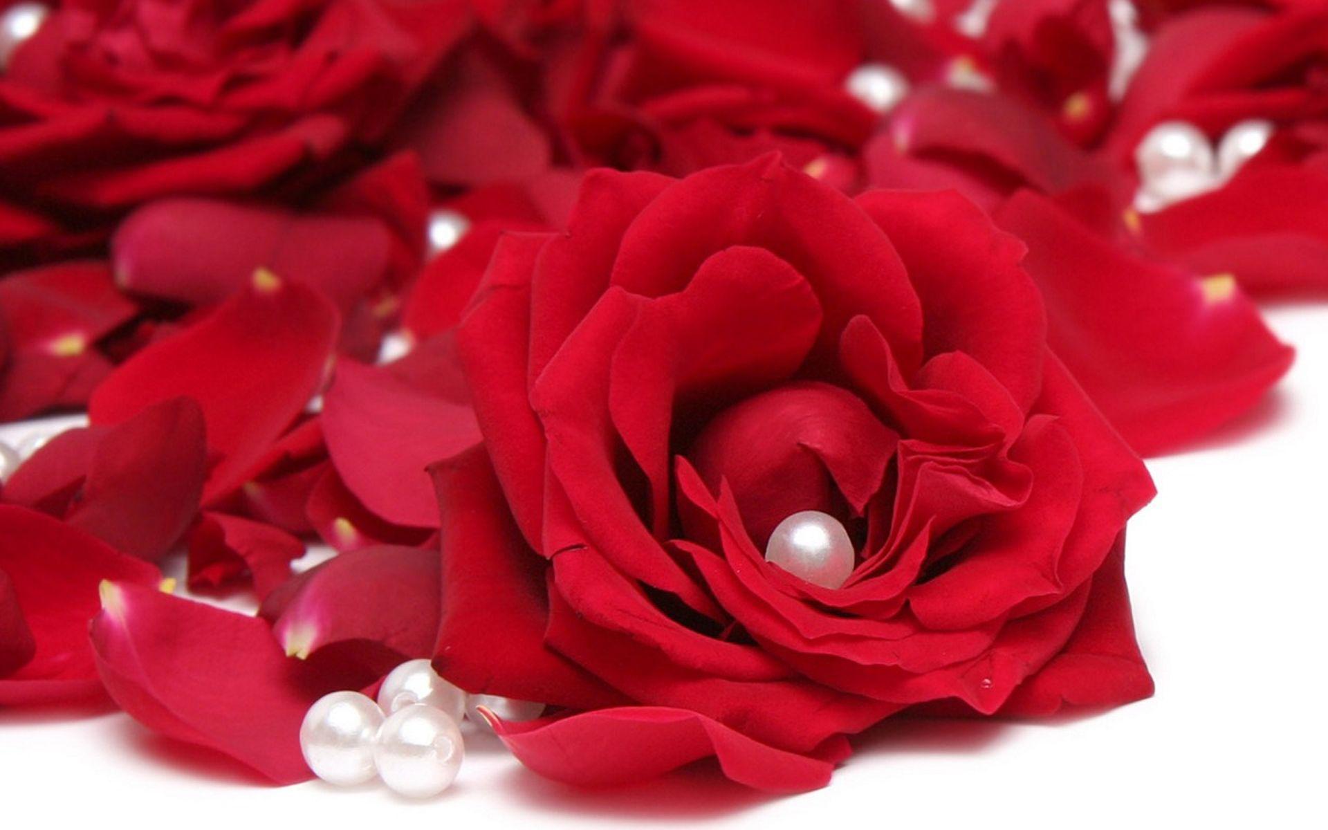 Flowers For > Red Roses Wallpaper Desktop Background