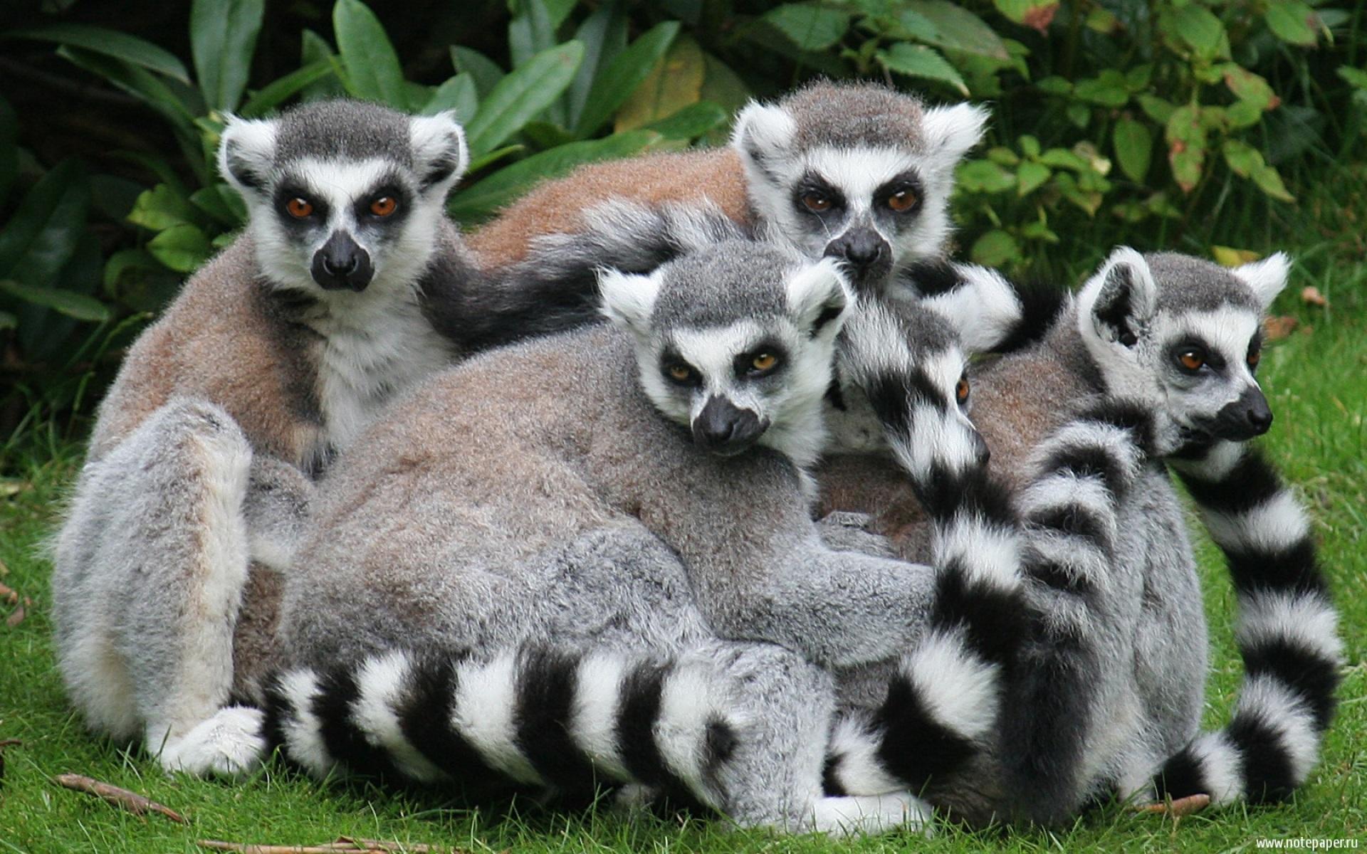 Lemur Wallpapers - Wallpaper Cave