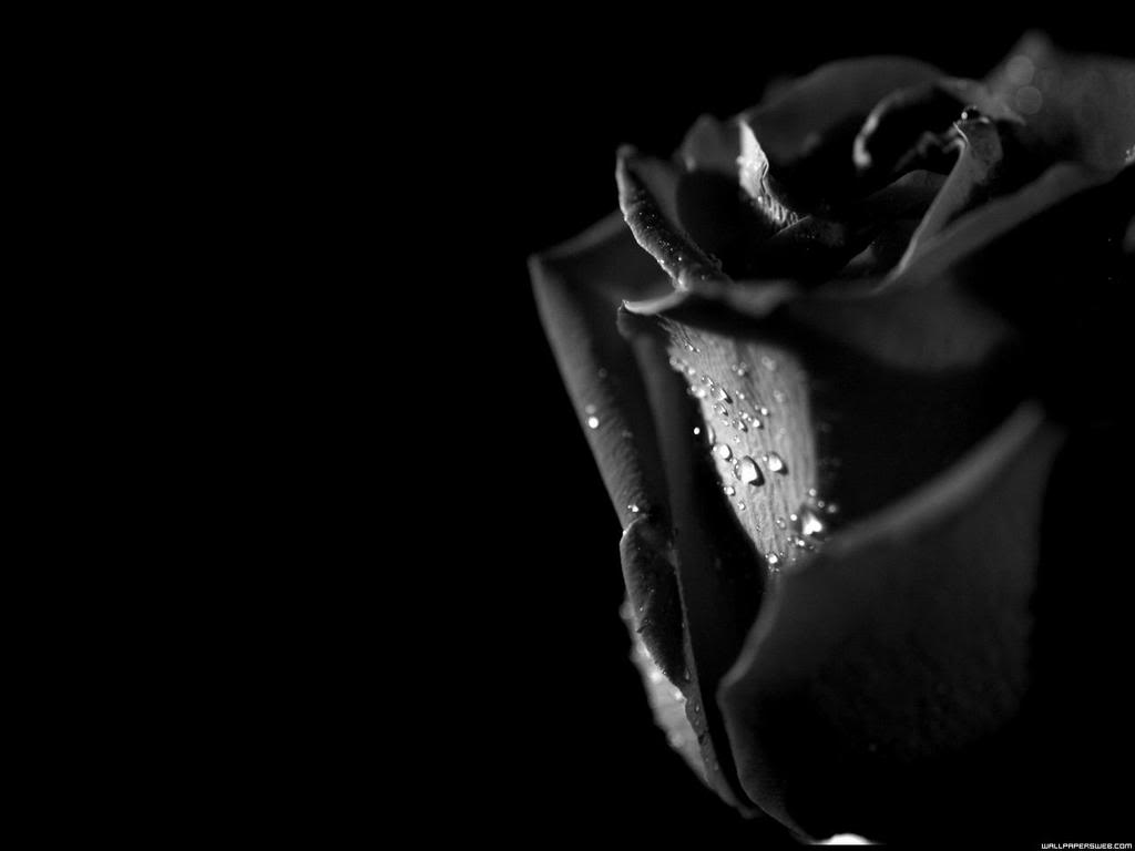 Black Rose Background. HD Wallpaper Pulse