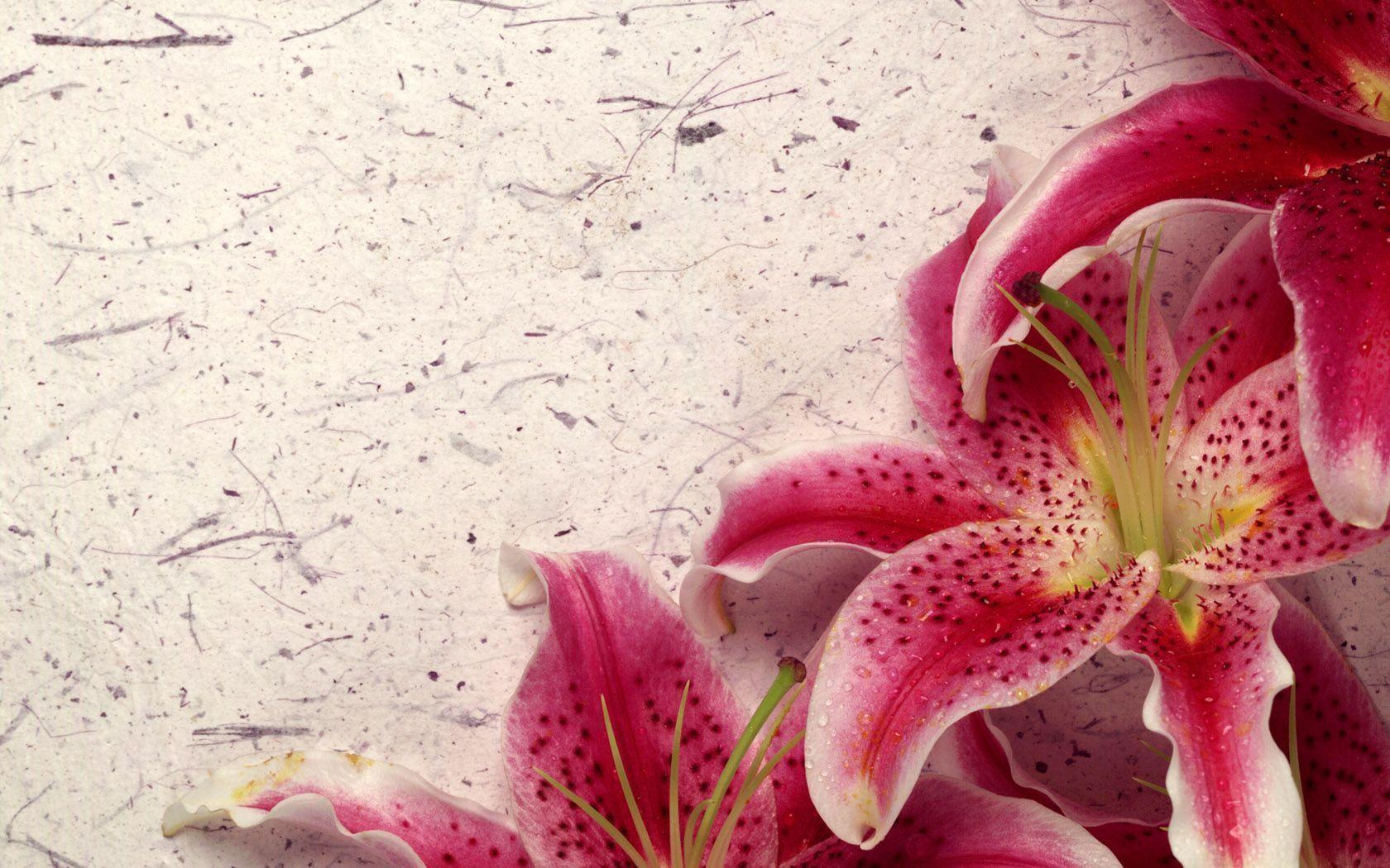 Lily Wallpaper Stargazer Lily Wallpaper Stargazer Lily