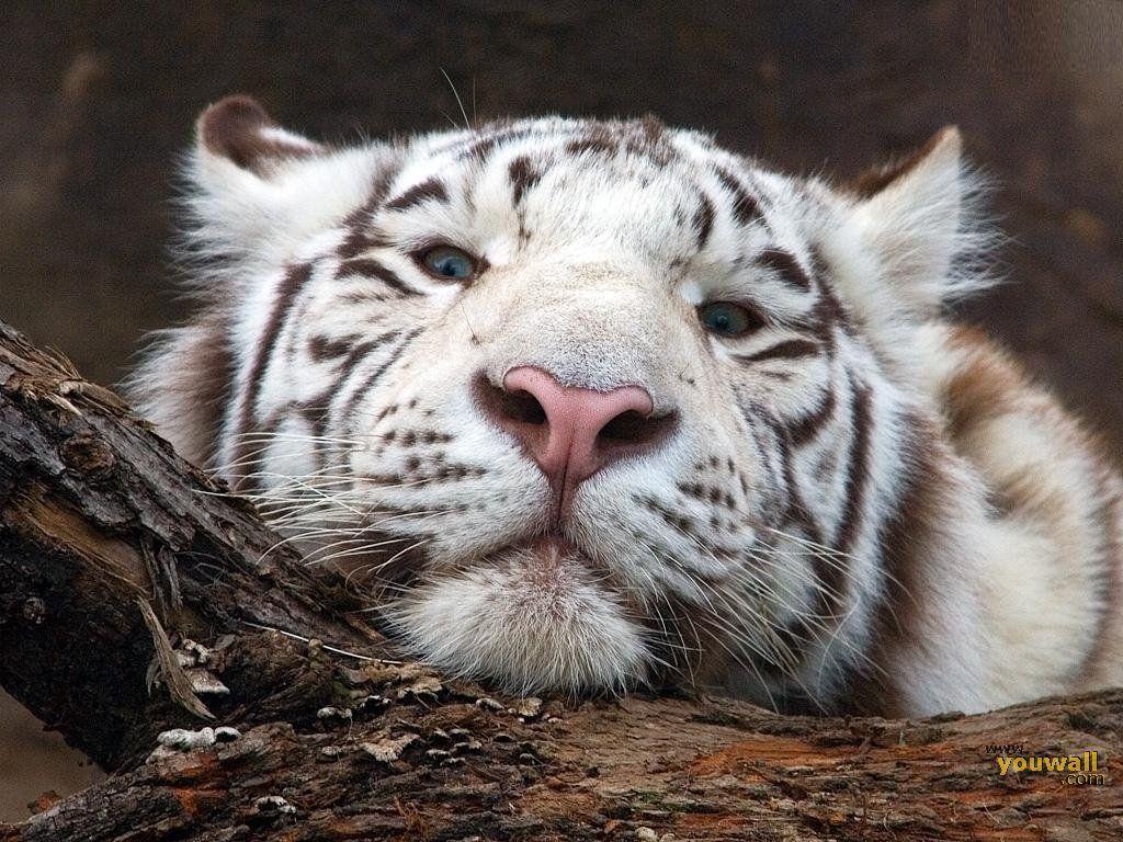 white and black baby tiger