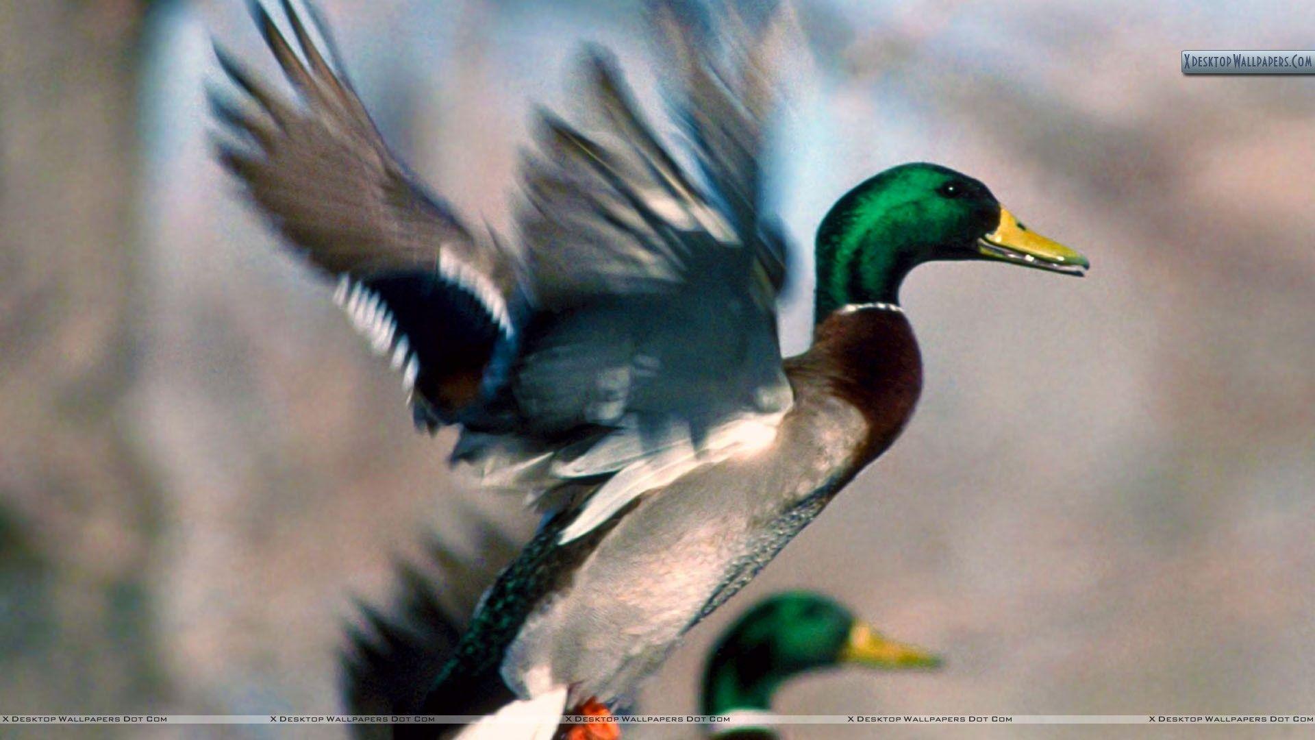 Mallard Duck Drake in Flight Wallpaper