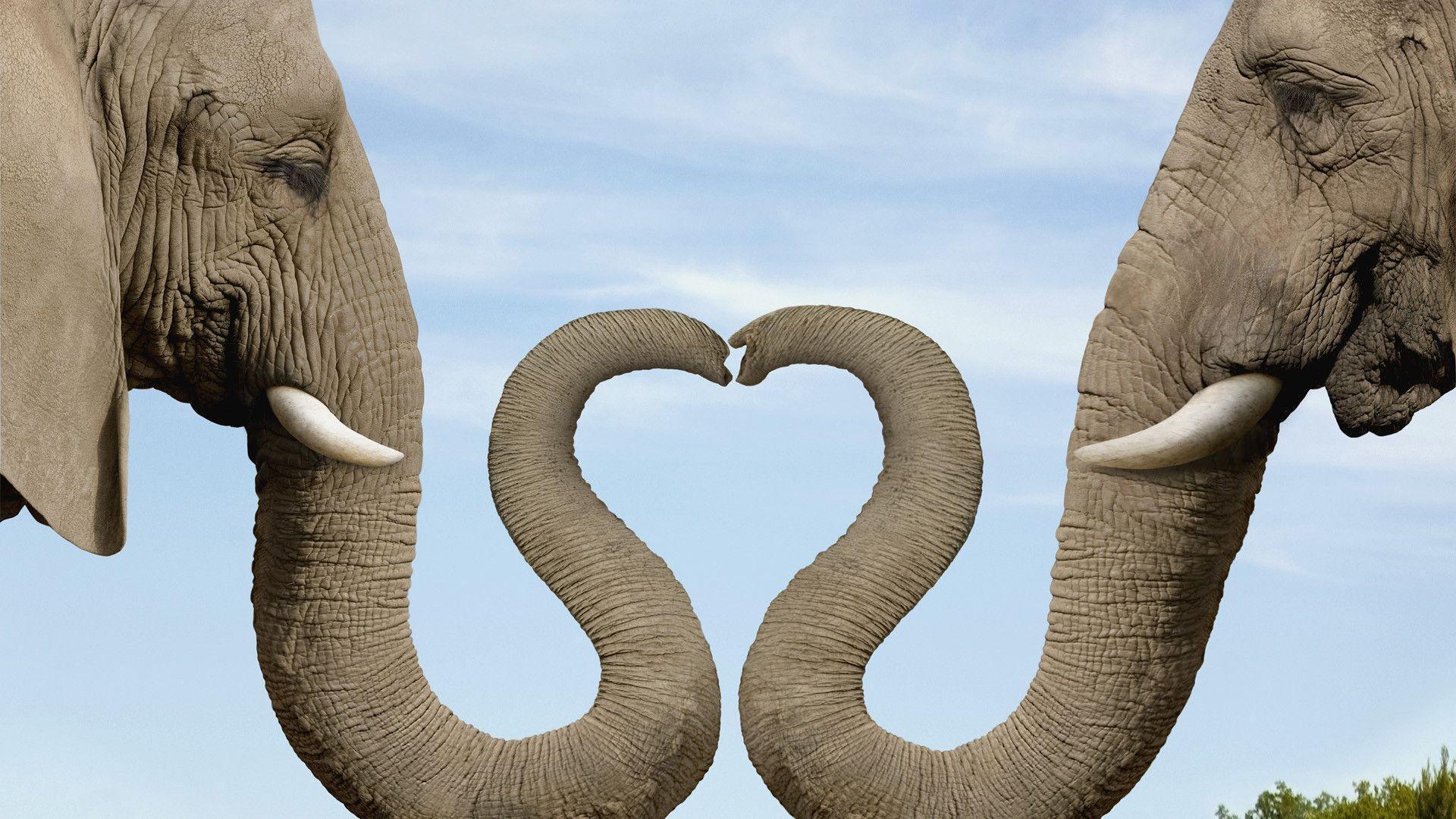 Download wallpaper elephant, elephant cow, heart, trunk free