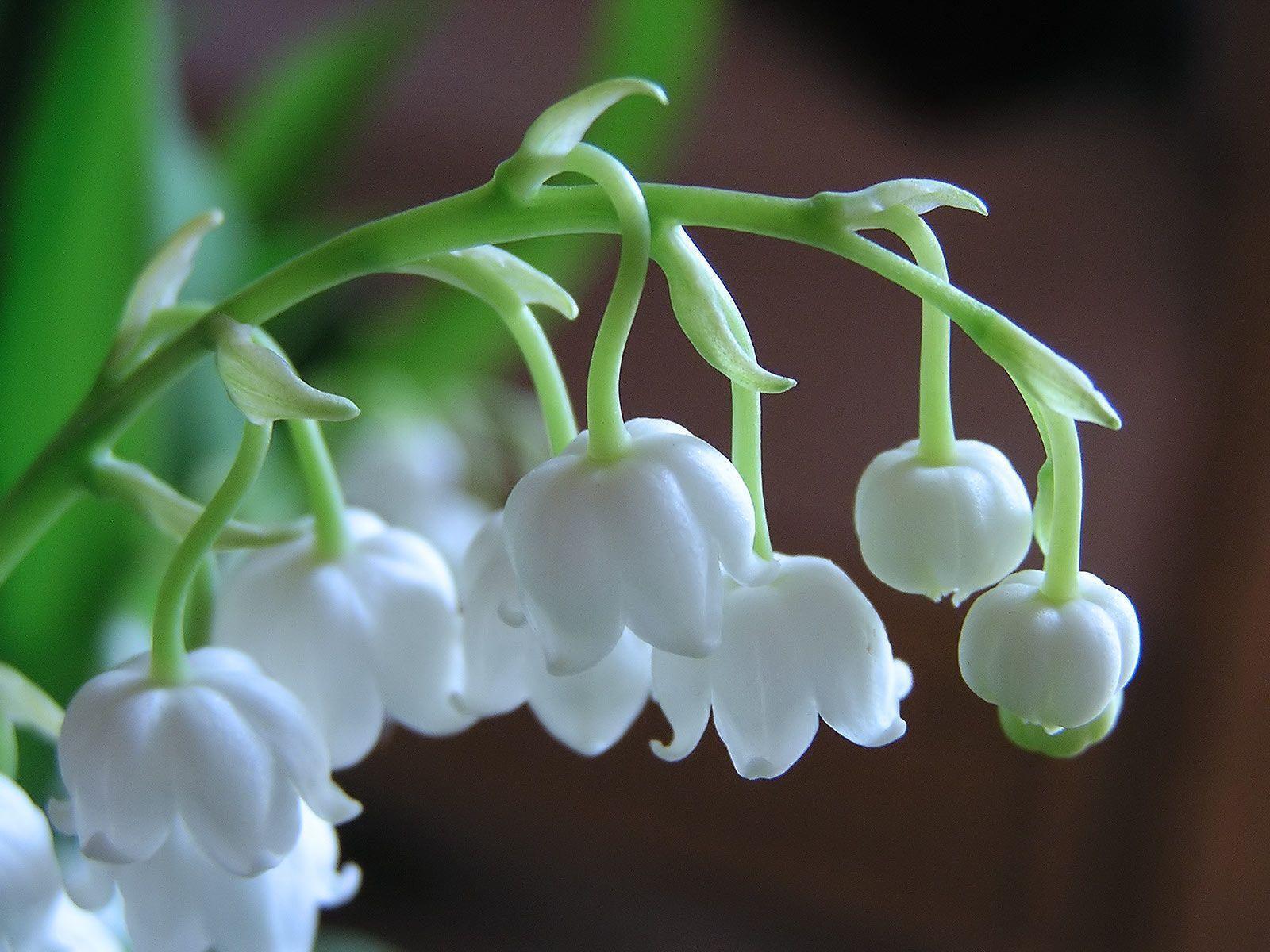 Desktop Wallpaper · Gallery · Nature · Forest lily of the valley