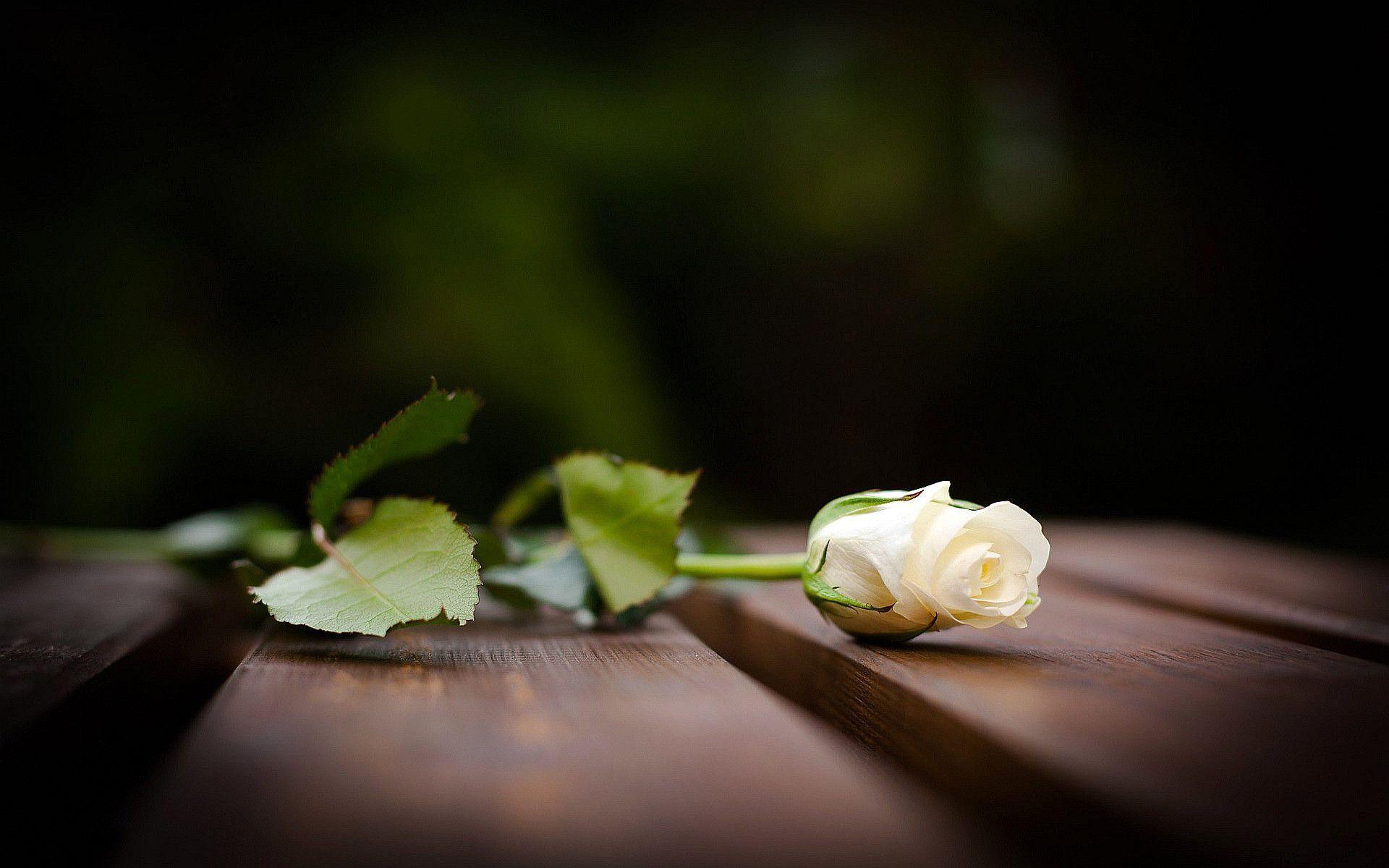 White rose Wallpaper