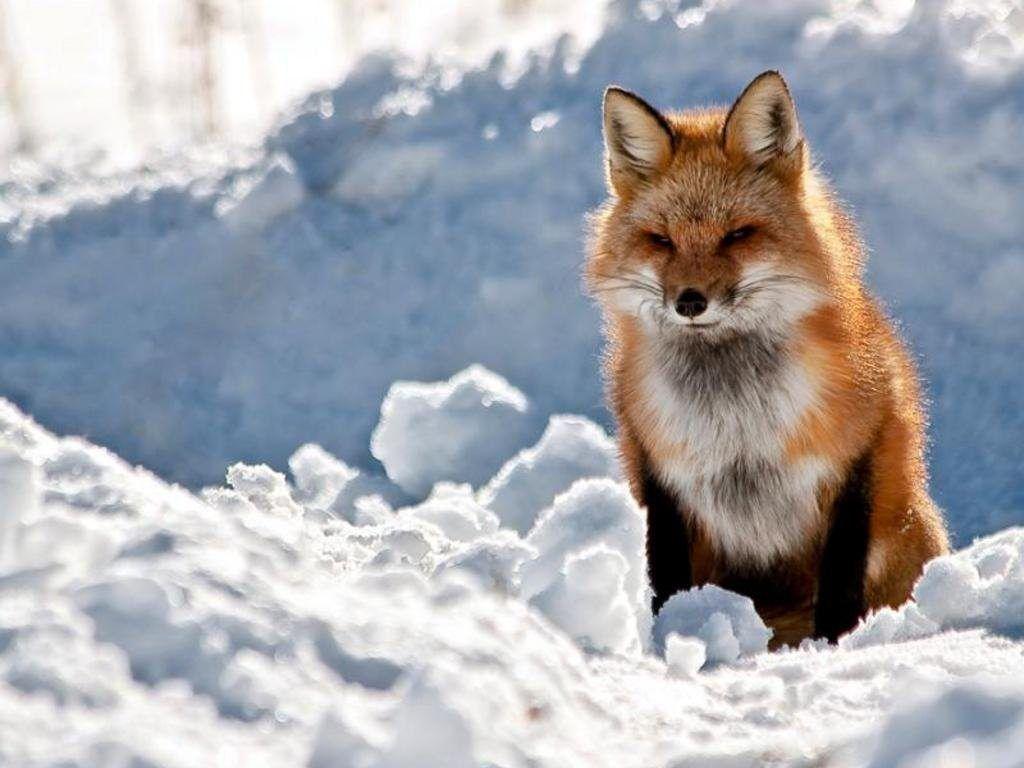 Pin Arctic Fox Wallpaper 1366x768