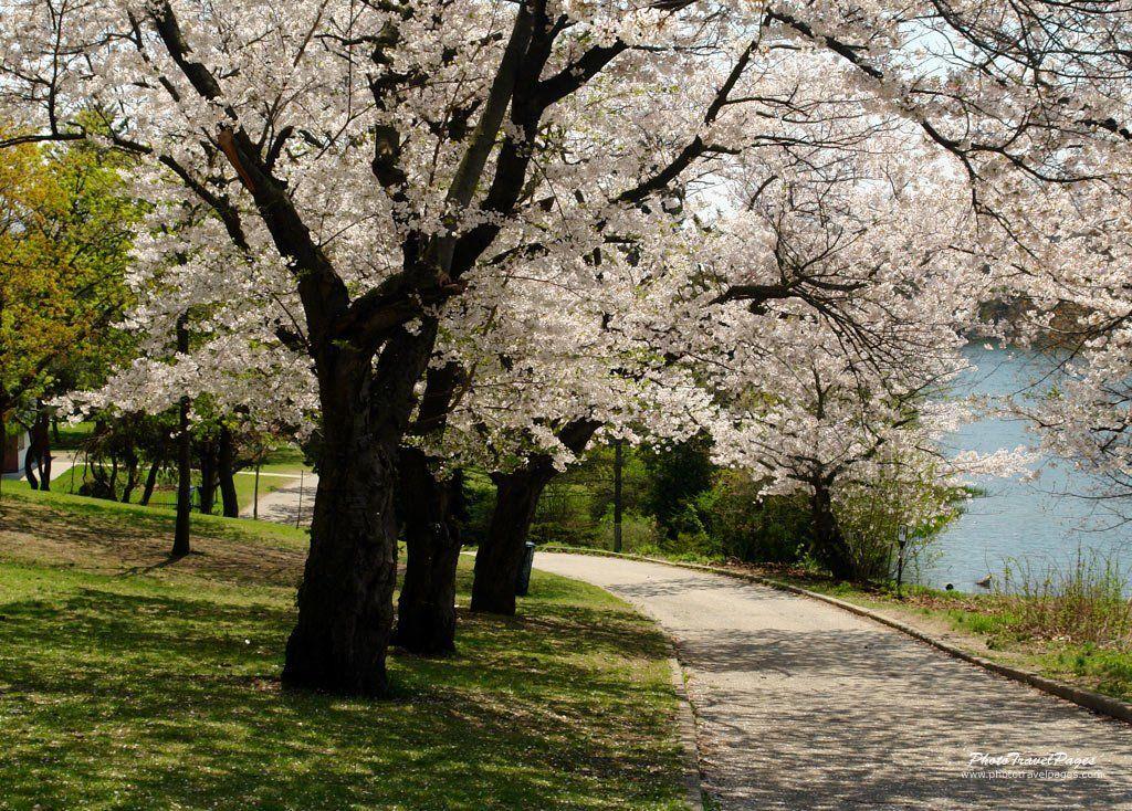 Cool Spring Nature Wallpaper High Definition HD 1024x734PX