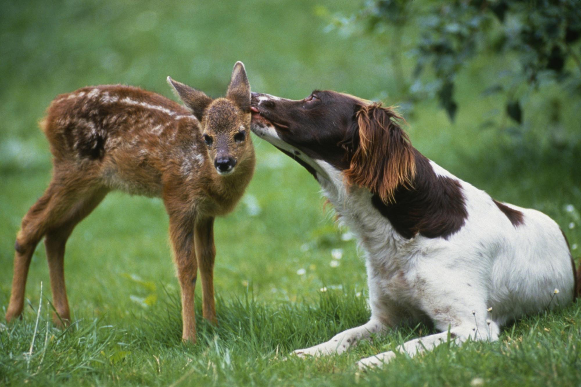 Dog and deer hunting dog kissing deer free desktop background