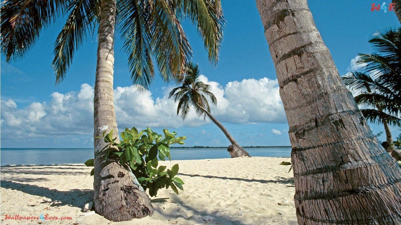 Palm Trees, Bay Islands, Honduras
