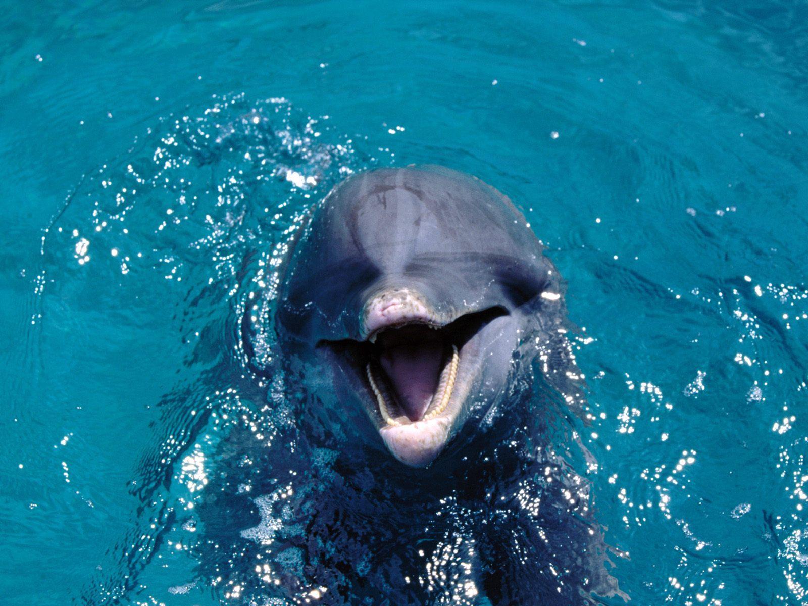 Дельфин улыбается