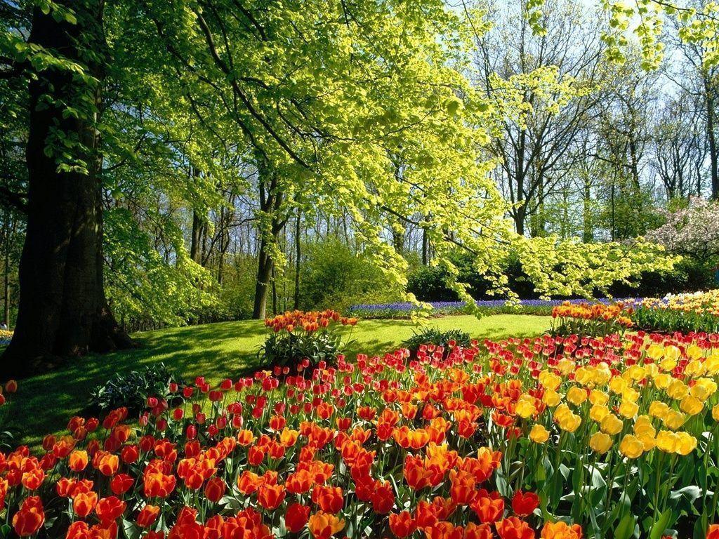 desktop wallpaper background nature