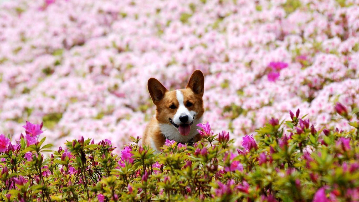 Welsh Corgi Dog Wallpaper. All Puppies Picture and Wallpaper
