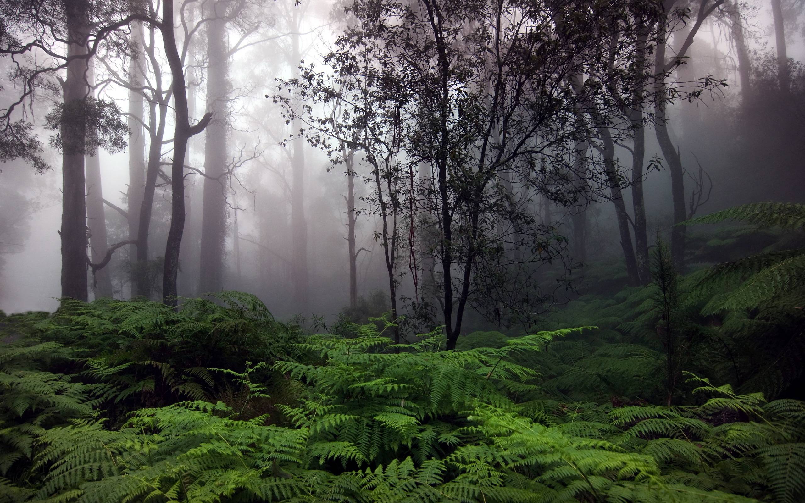 Rain forest Wallpaper