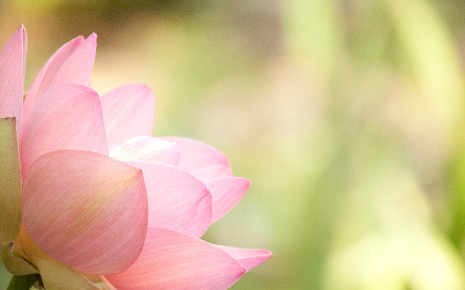 Angled Pink Lotus Wallpaper Pond Blog