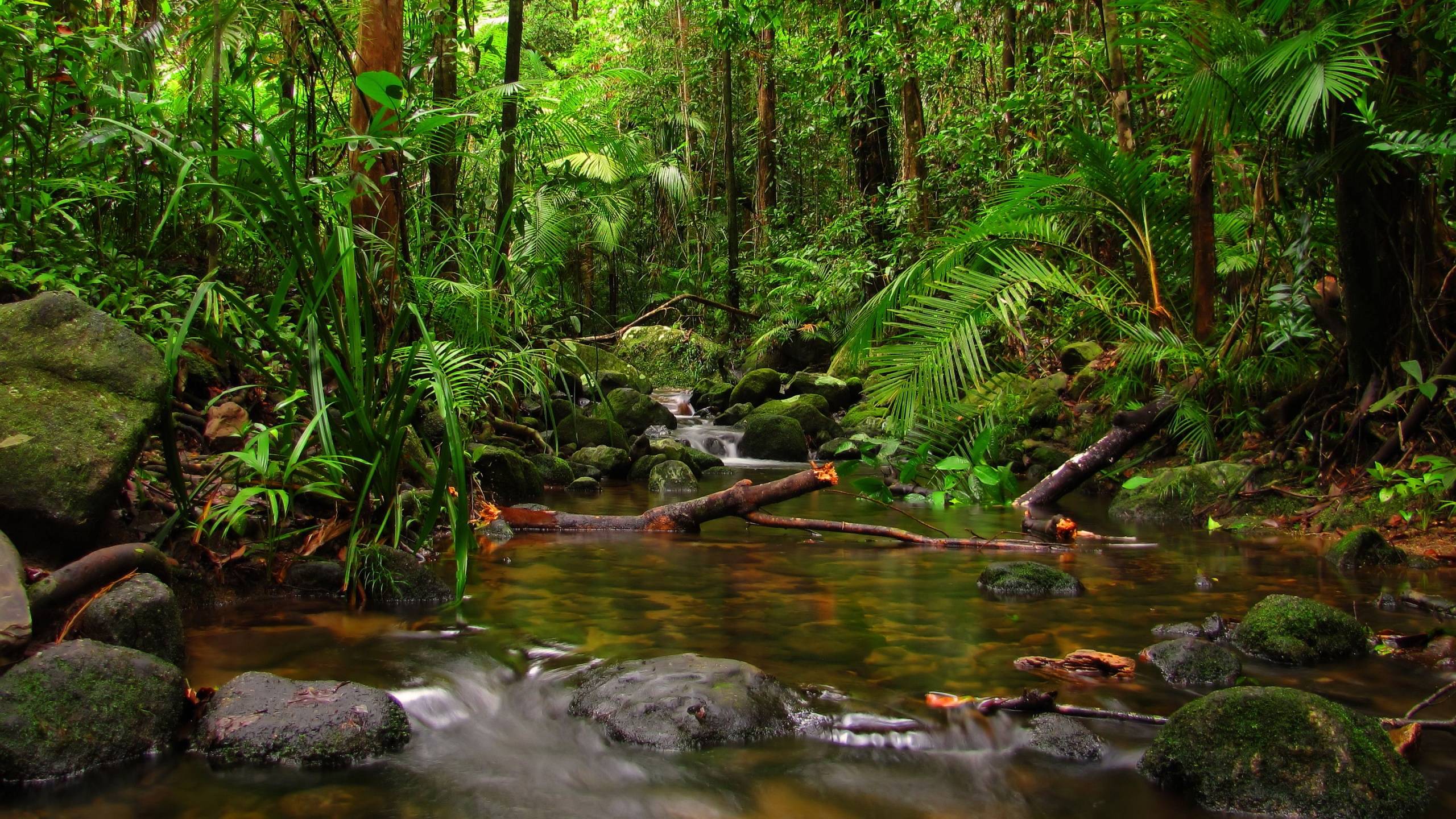 Wallpapers For > Hd Rainforest Wallpapers