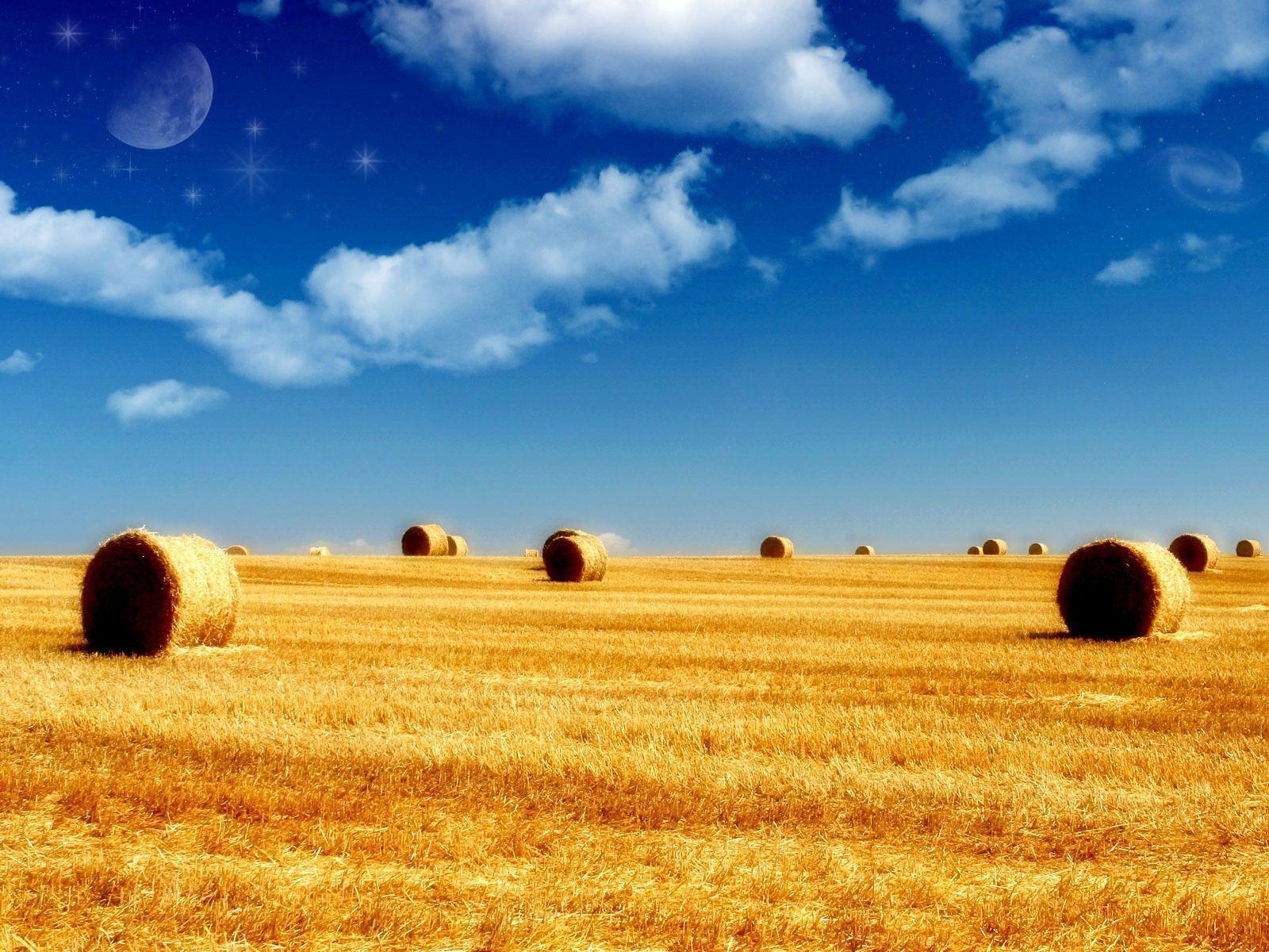 summer_crop_field_hd_wallpaper summer HD free wallpaper