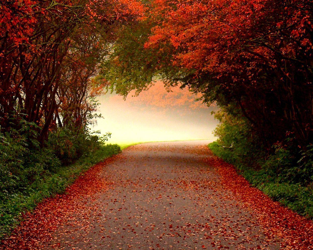 Fall Desktop Background Free 1287 Download Free HD Desktop