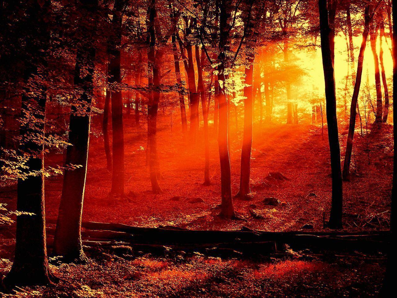 Free Download red forest light sunrise natural desktop wallpaper
