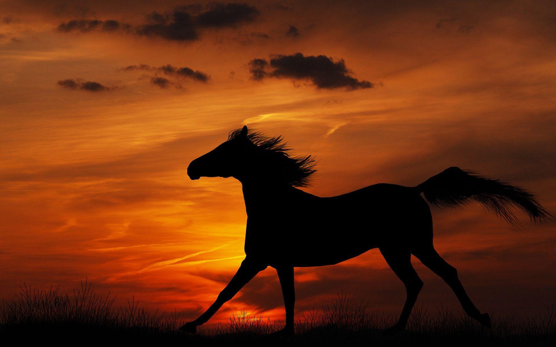 Horse Wallpapers For Computer - Wallpaper Cave