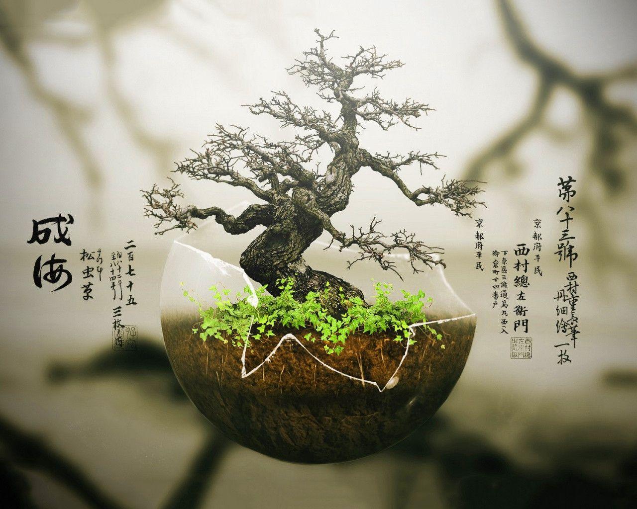 Bonsai Wallpaper