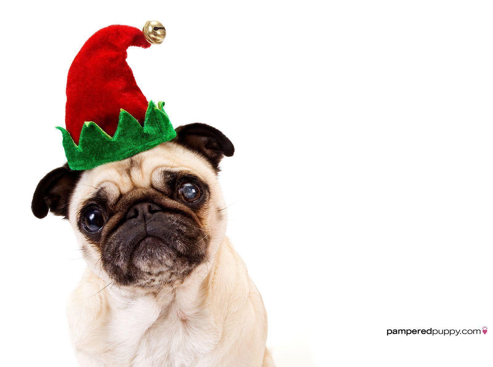 Pug in an elf hat