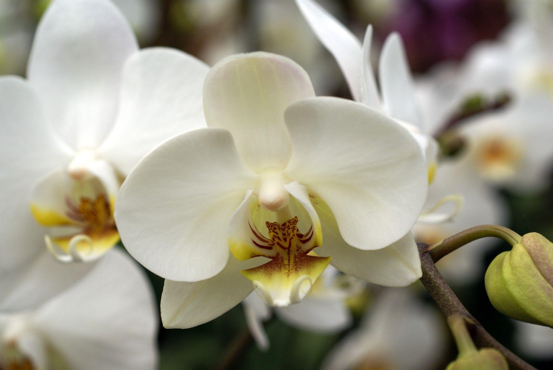White Orchid Wallpaper image HD. HD Wallpaper Again