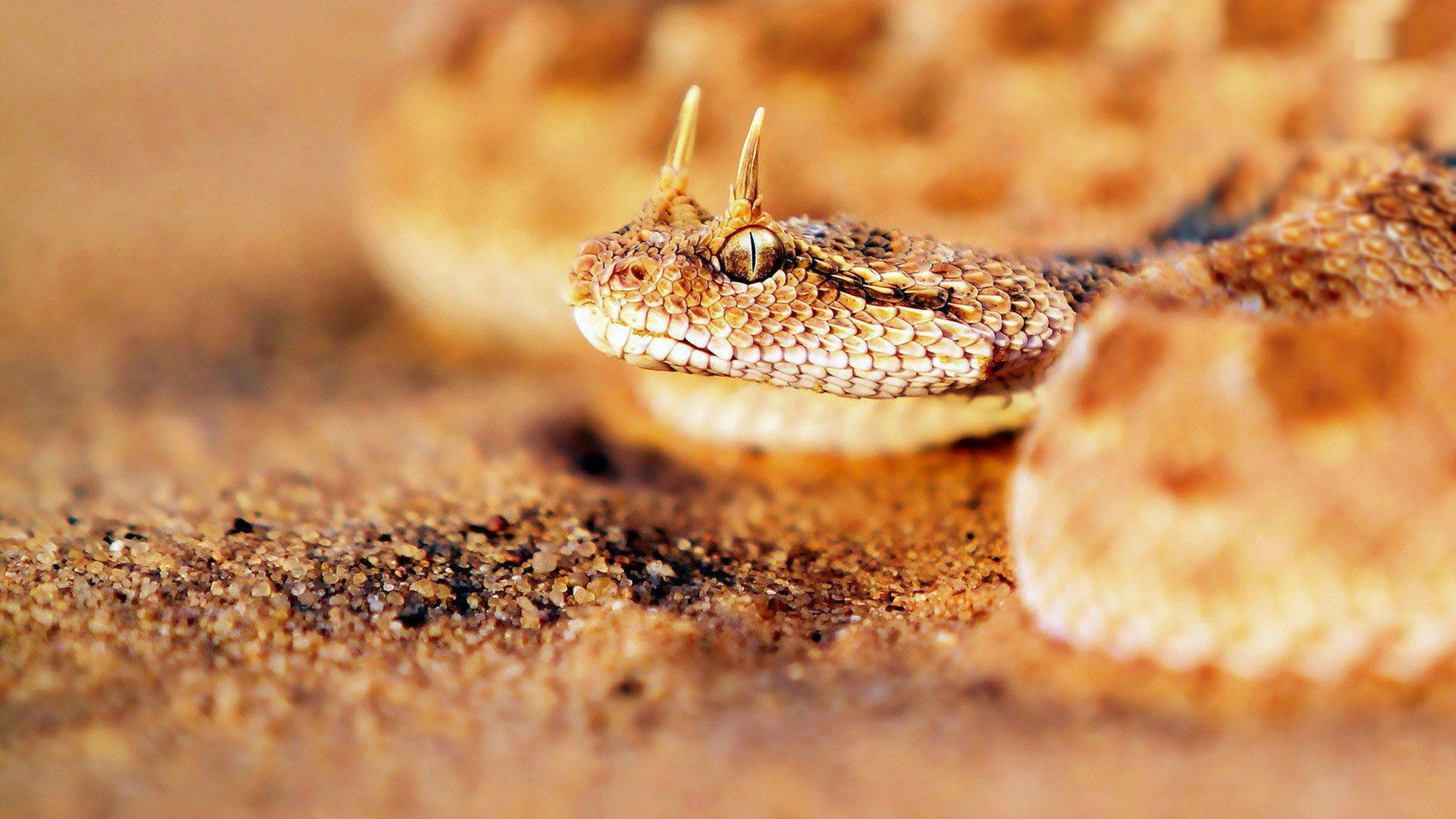 Animals For > Viper Snake Wallpaper HD
