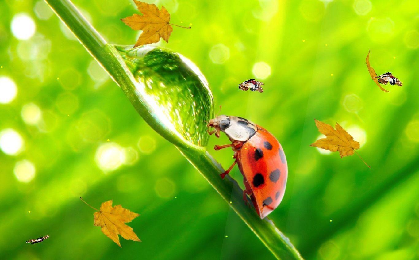 Download The Ladybug Animated Wallpaper. DesktopAnimated