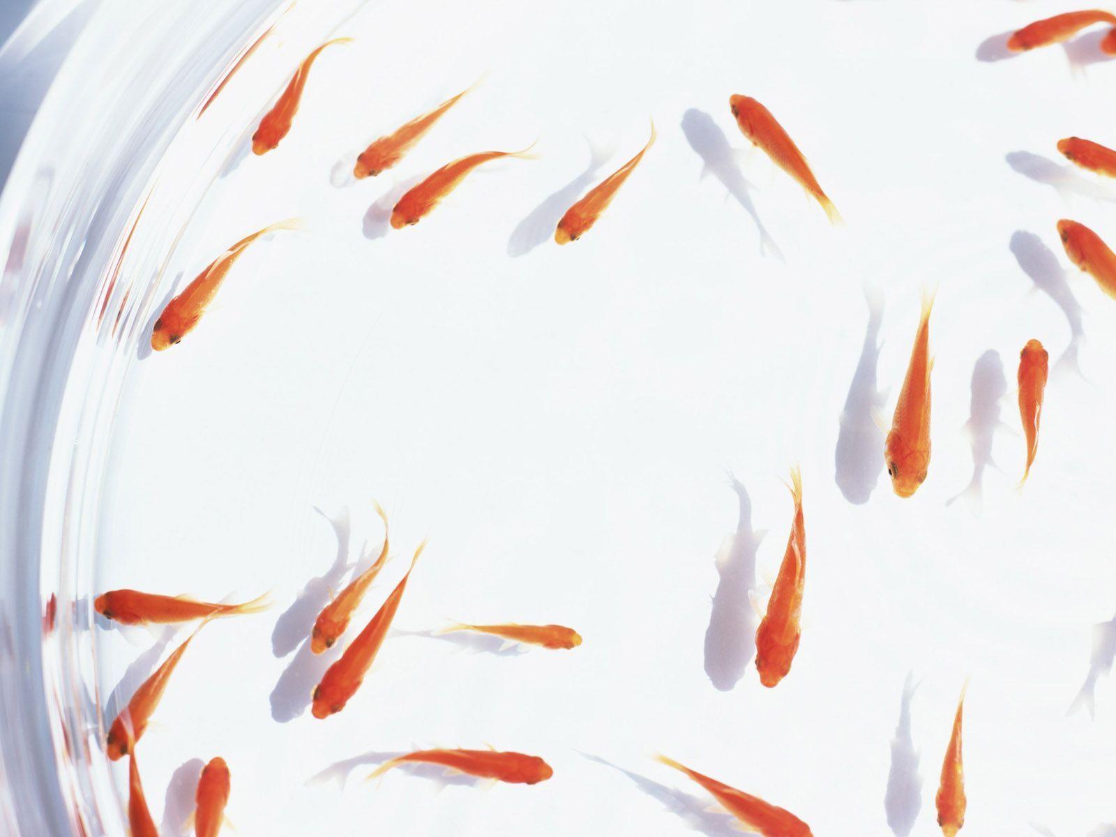 image For > Gold Fish Aquarium Wallpaper
